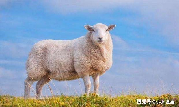 蒙头转向打一准确生肖:难道不值得更多人知道;直击心灵的故事、合作解释落实